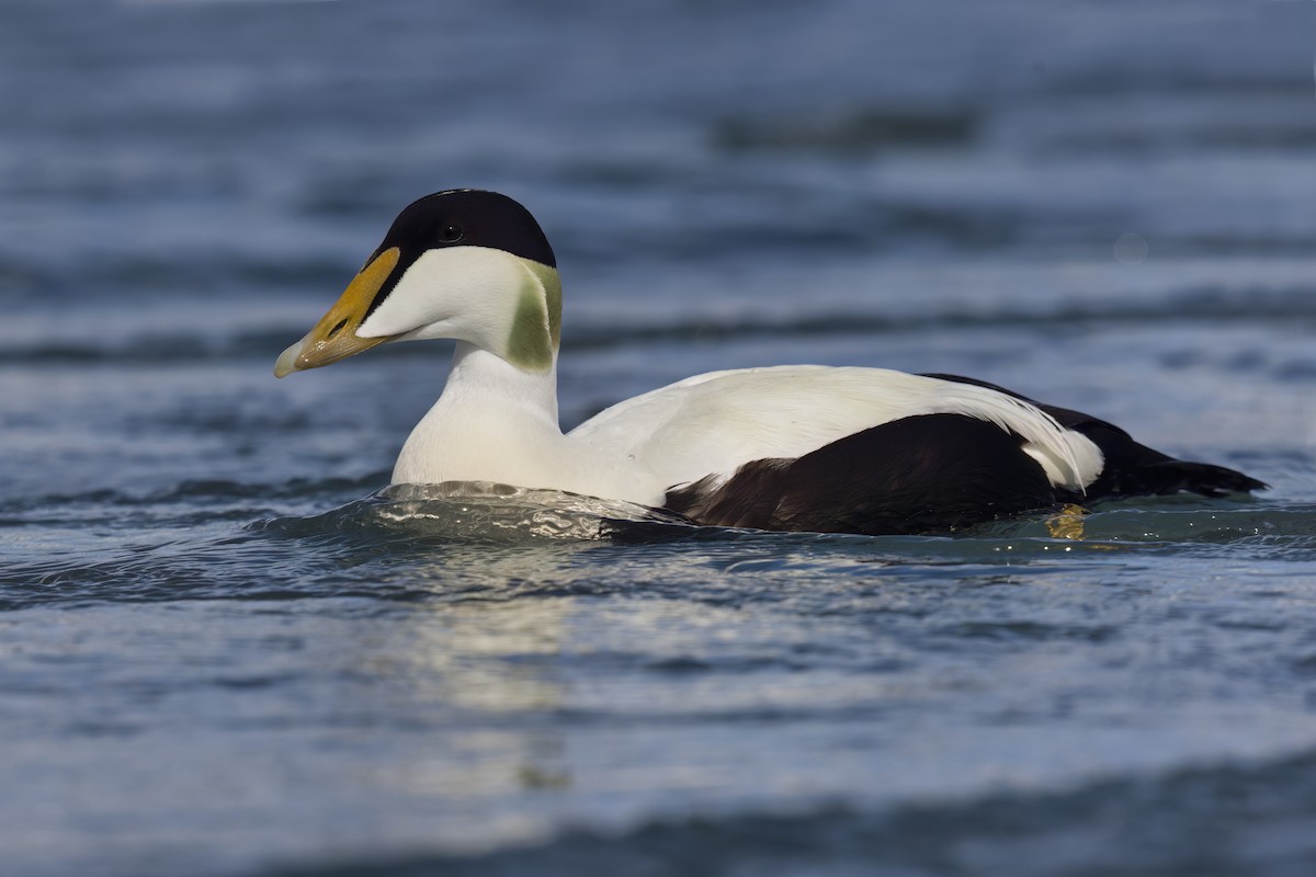 Common Eider - ML620435934