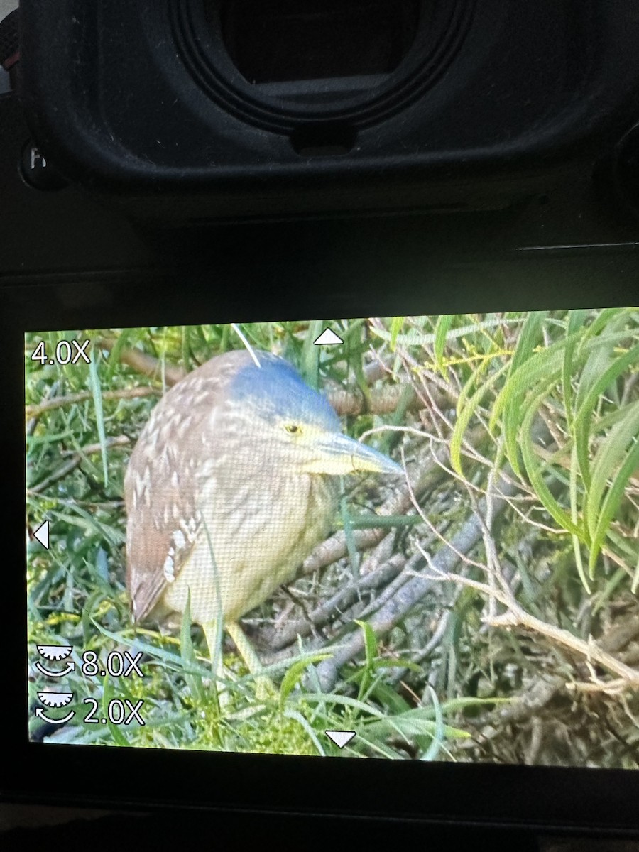 Nankeen Night Heron - ML620435937