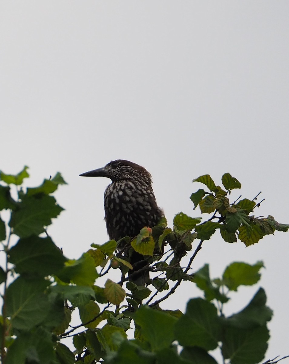 Eurasian Nutcracker - ML620435938