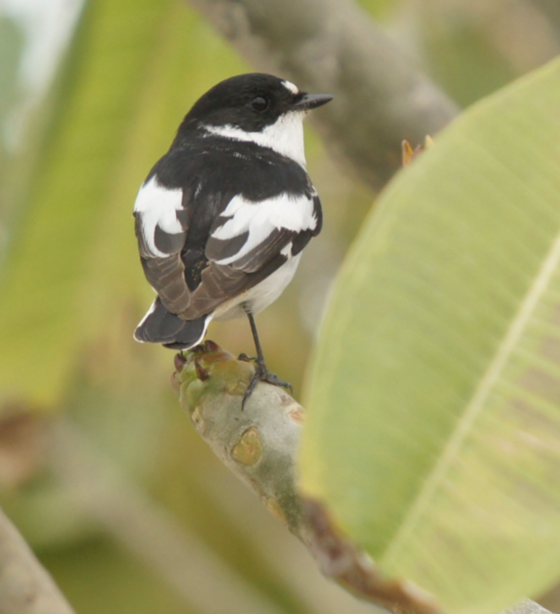 Semicollared Flycatcher - ML620435939