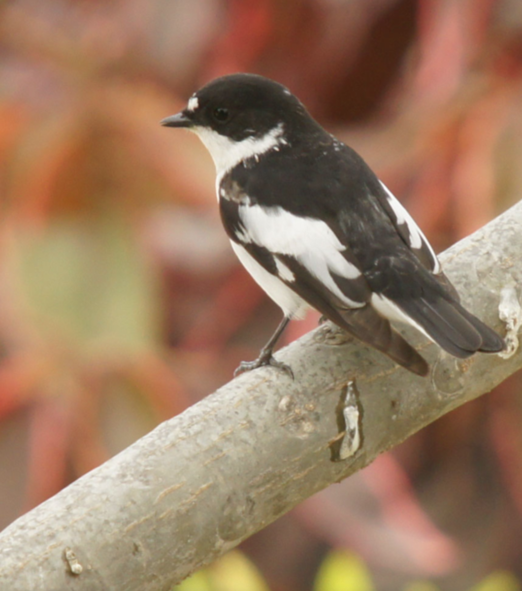 Semicollared Flycatcher - ML620435940