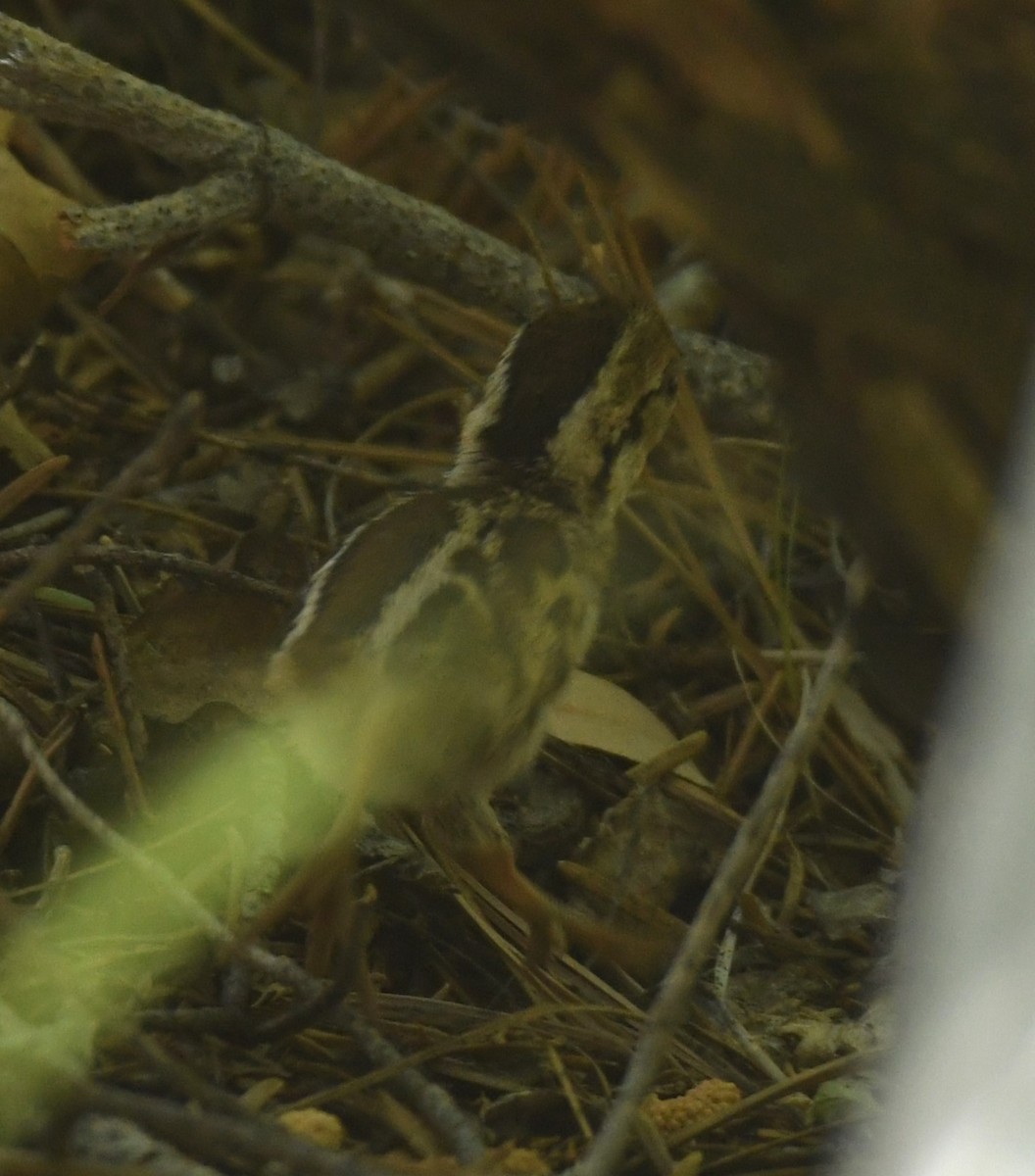 Mountain Quail - ML620435944