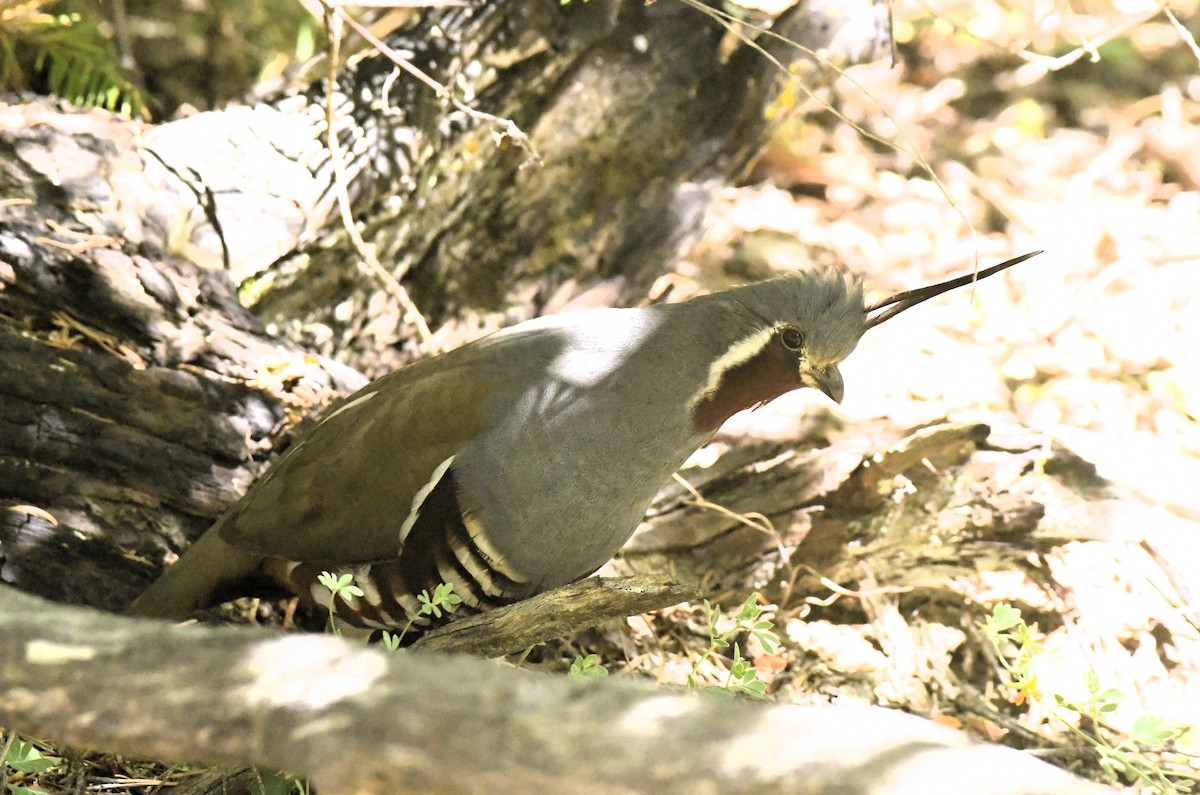 Mountain Quail - ML620435945