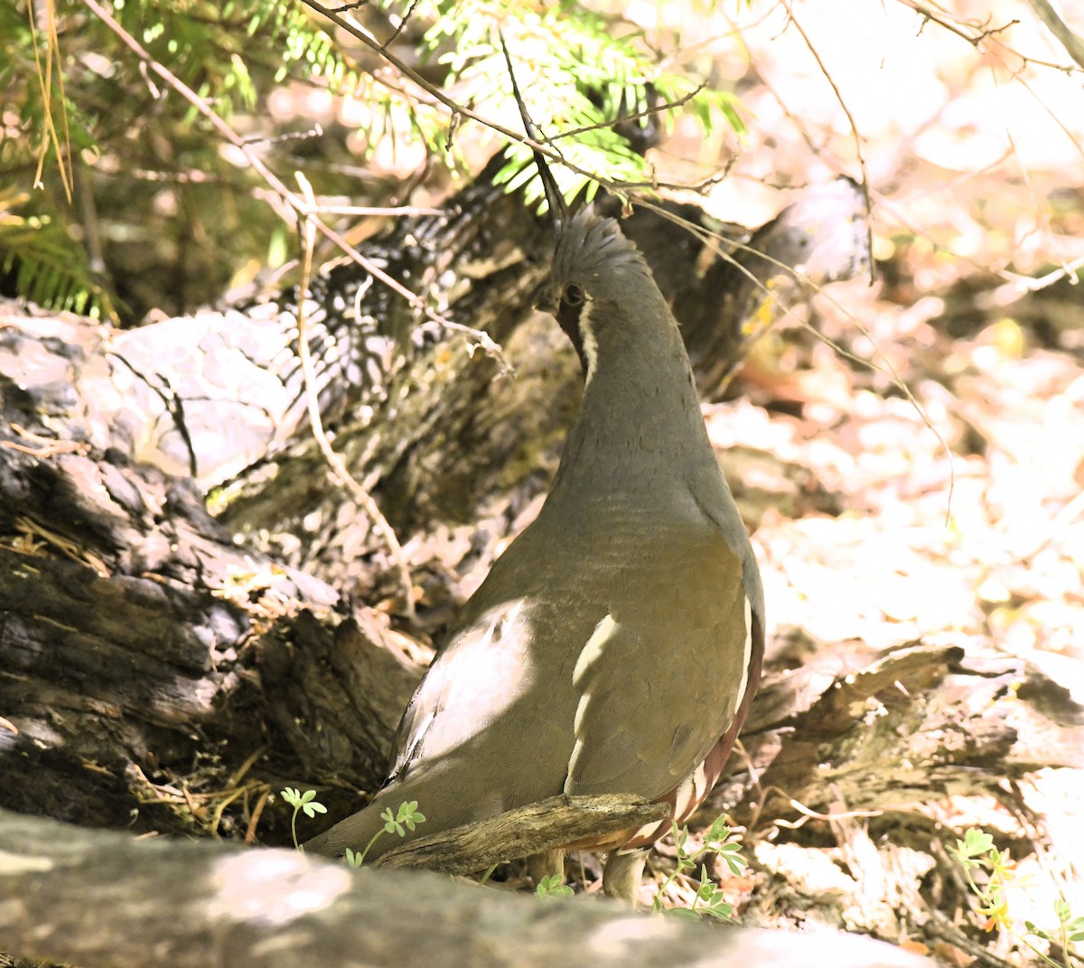 Mountain Quail - ML620435946