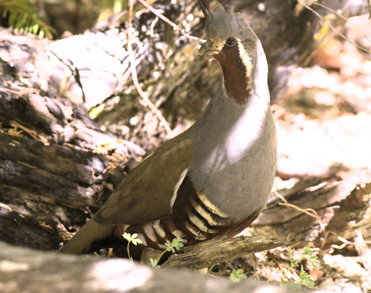 Mountain Quail - ML620435947