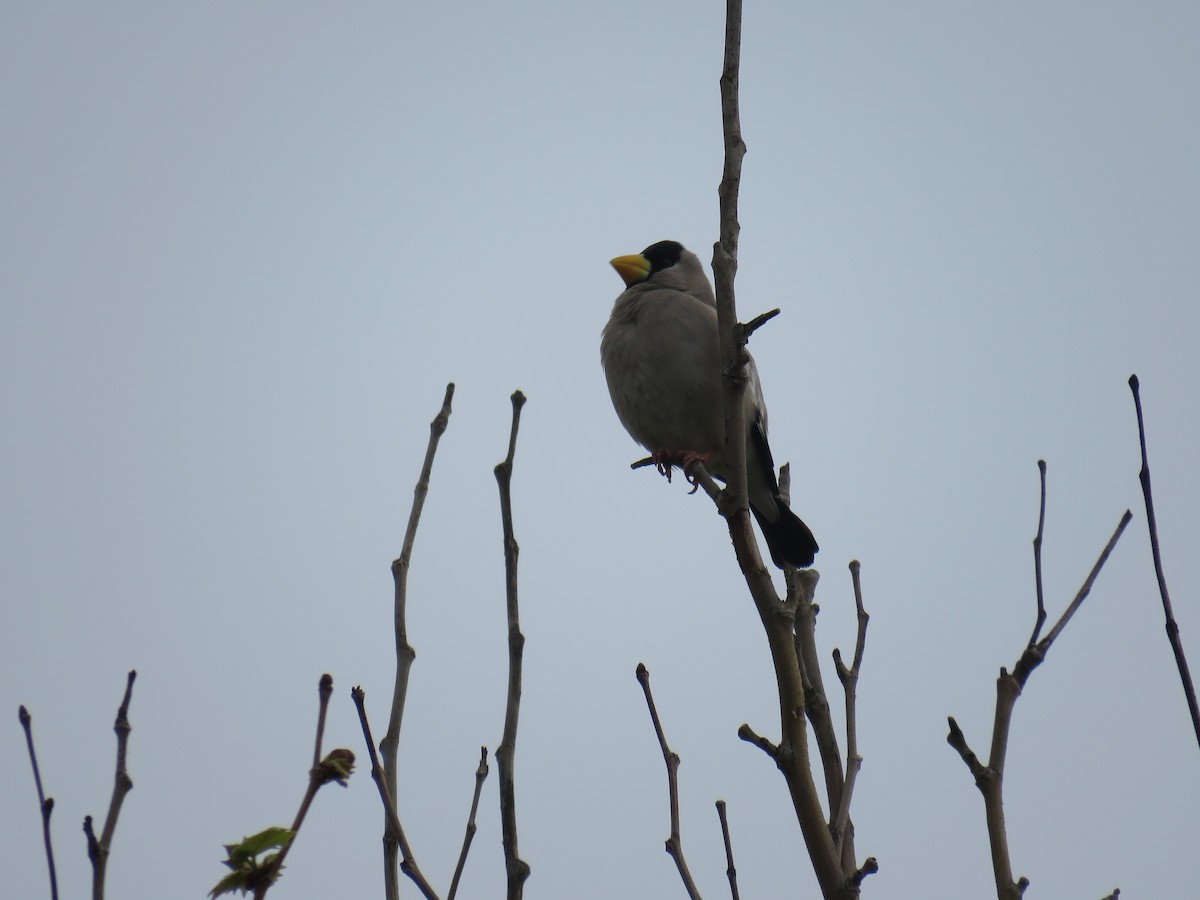 Japanese Grosbeak - ML620435948