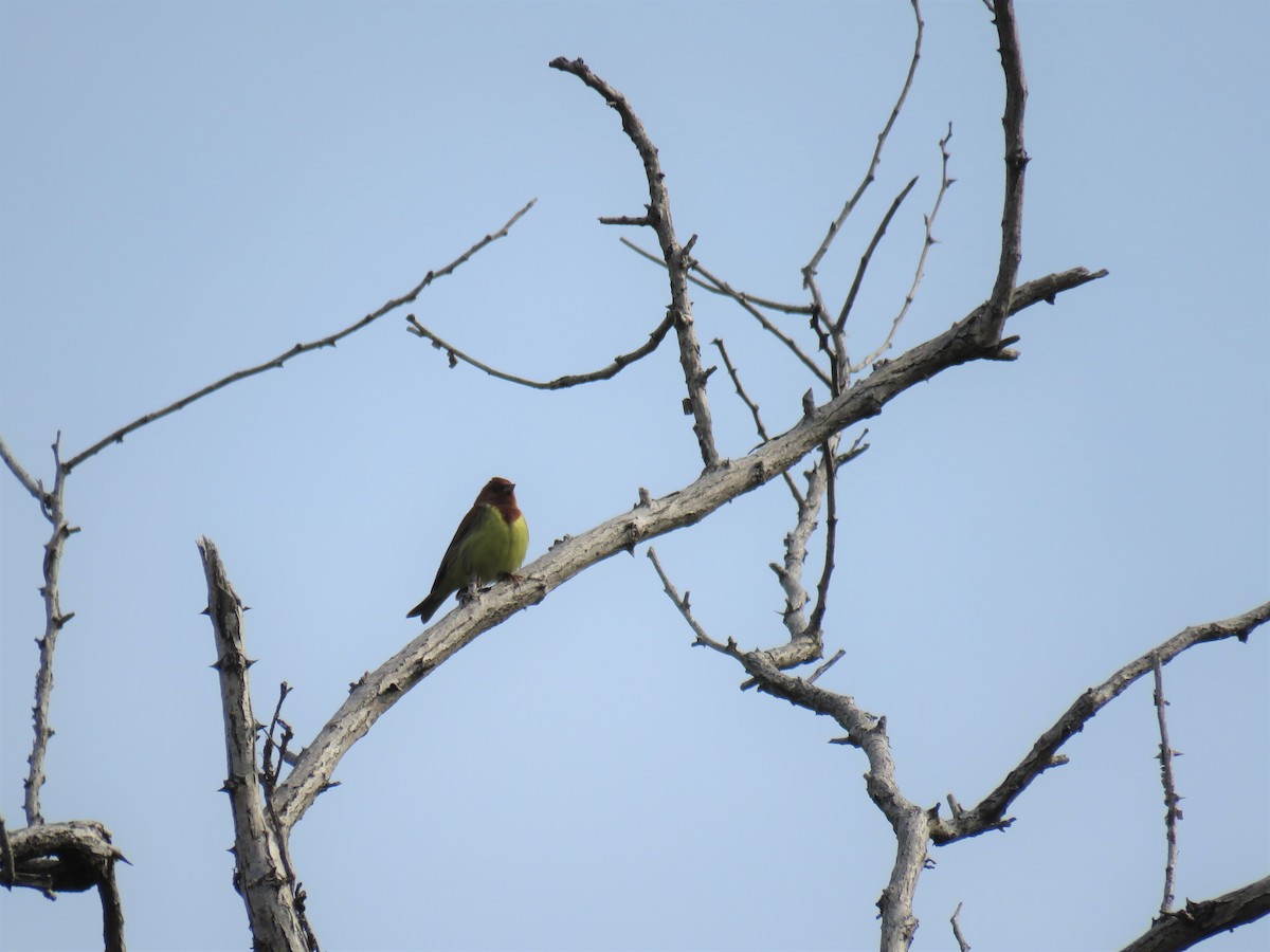 Chestnut Bunting - ML620435952