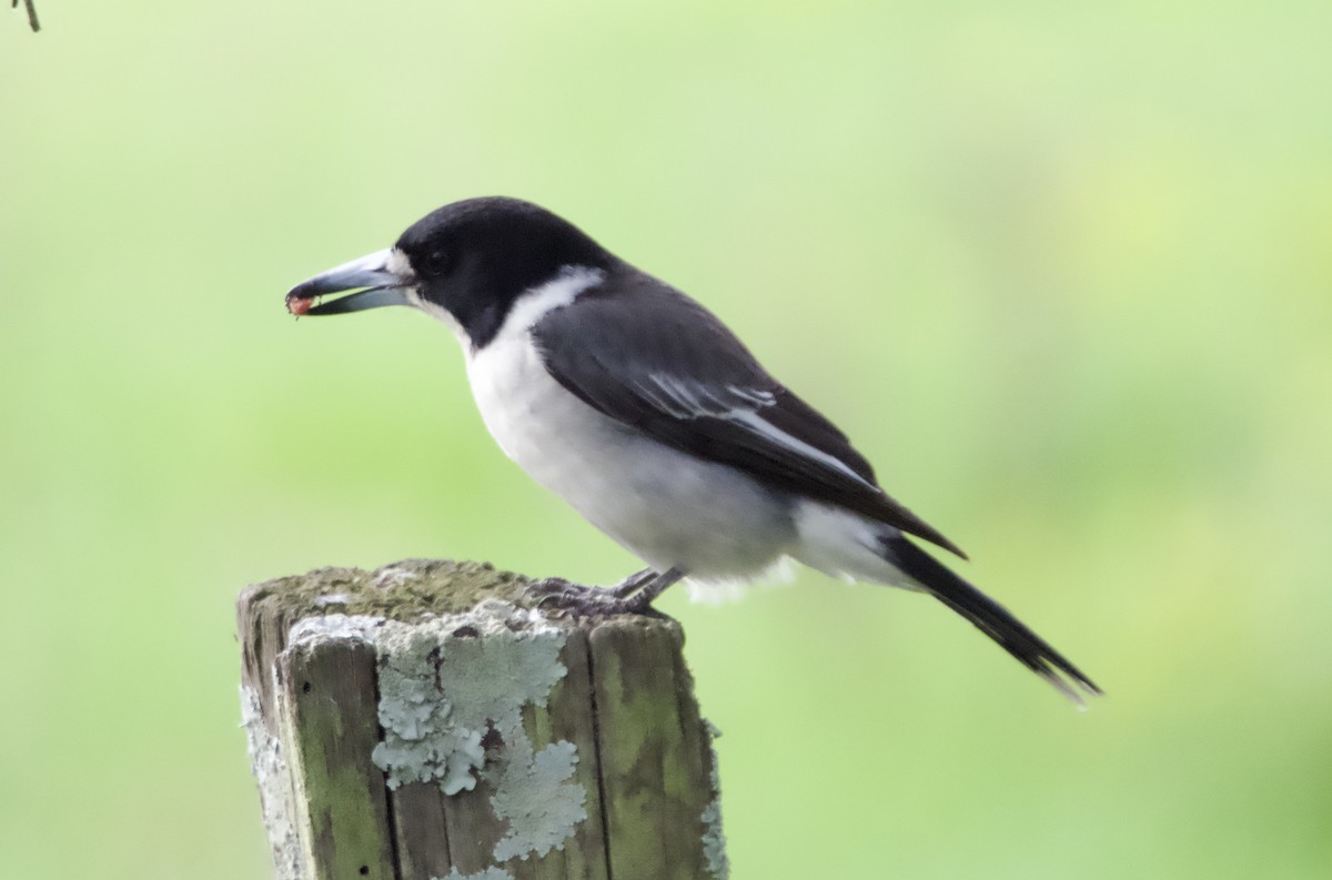 Gray Butcherbird - ML620435962