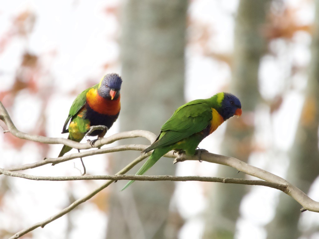 Rainbow Lorikeet - ML620435964