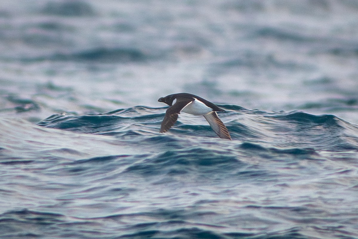 Razorbill - Yordan Vasilev