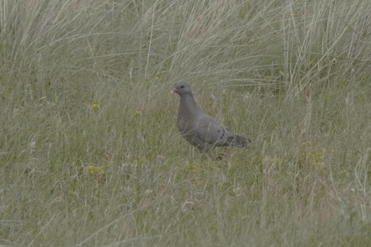 Stock Dove - ML620435966