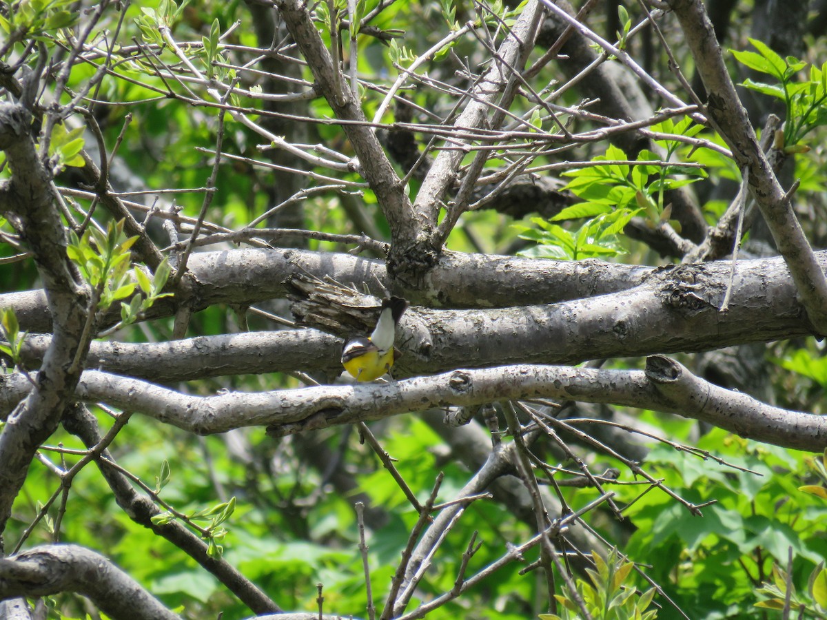 Yellow-rumped Flycatcher - ML620435969