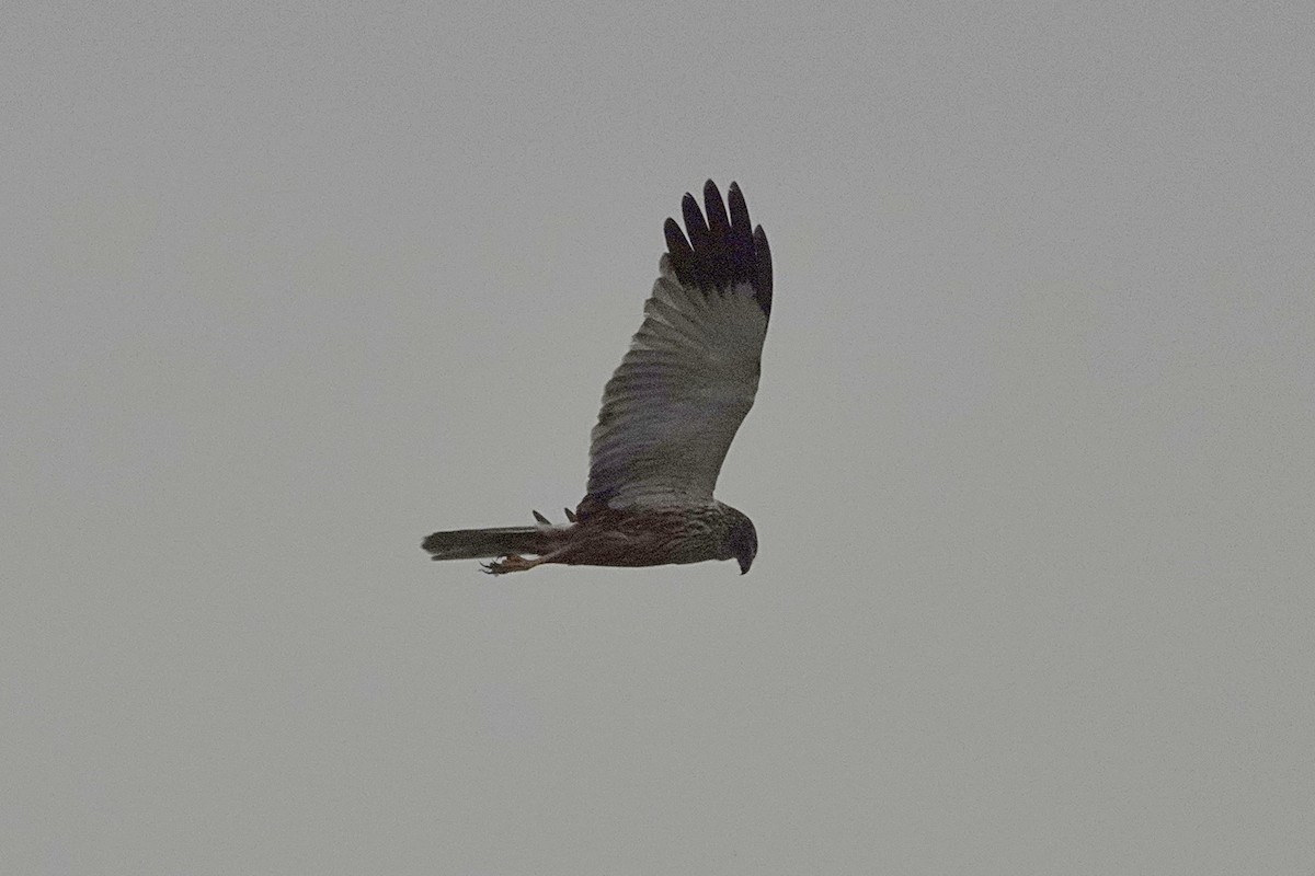 Western Marsh Harrier - ML620435970