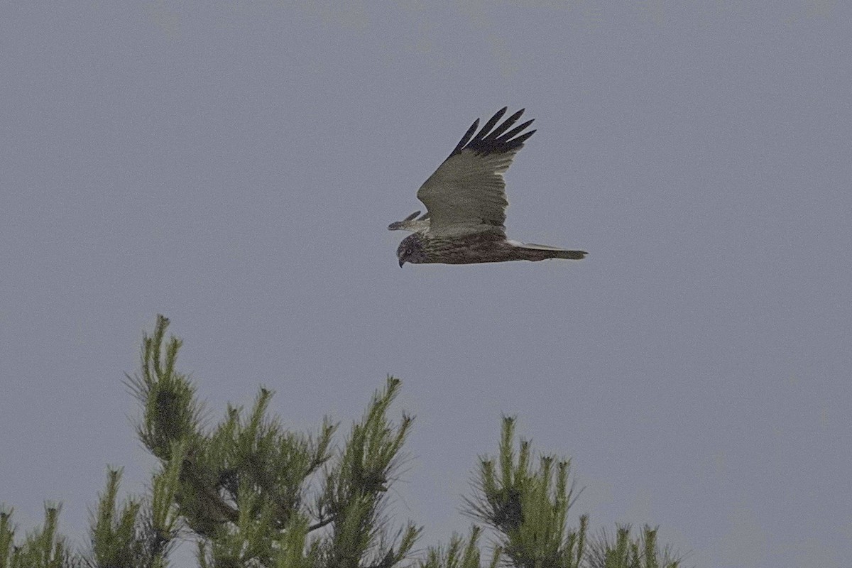 Western Marsh Harrier - ML620435971