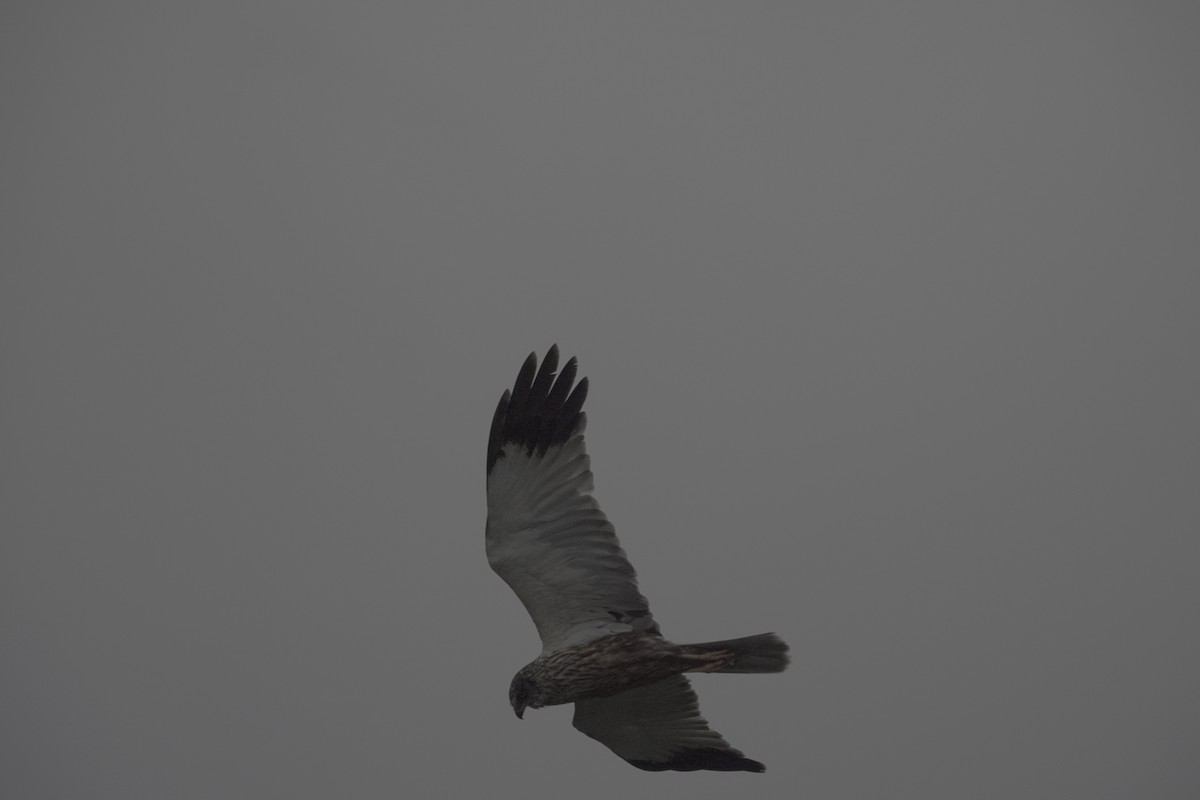 Western Marsh Harrier - ML620435972