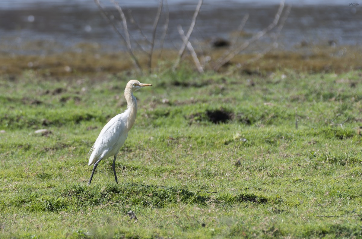 Medium Egret - ML620435981