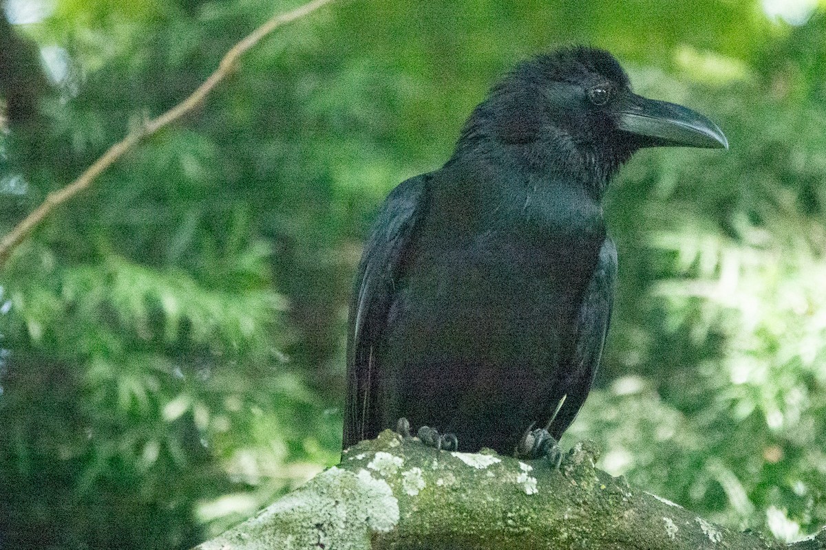 Large-billed Crow - ML620435984
