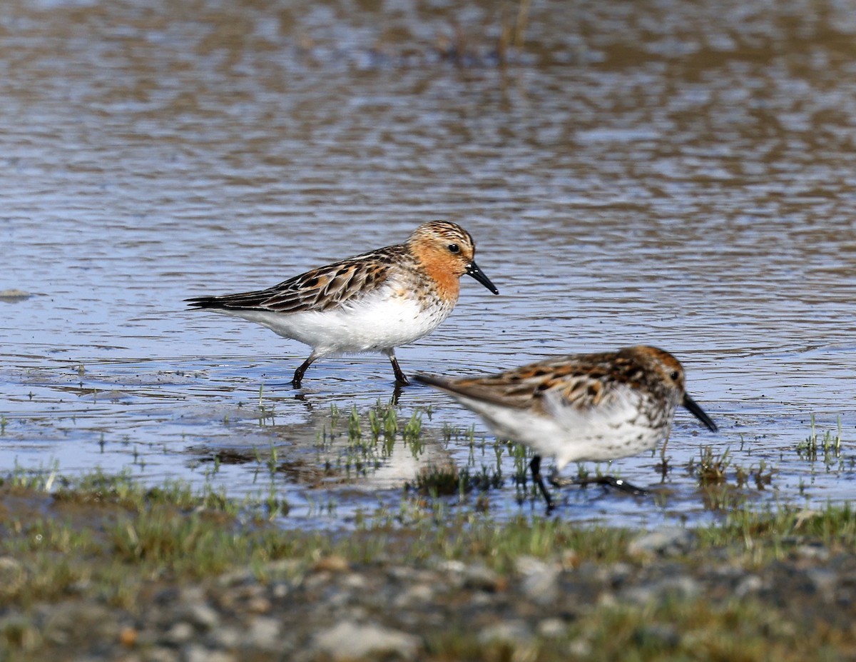 rødstrupesnipe - ML620435986