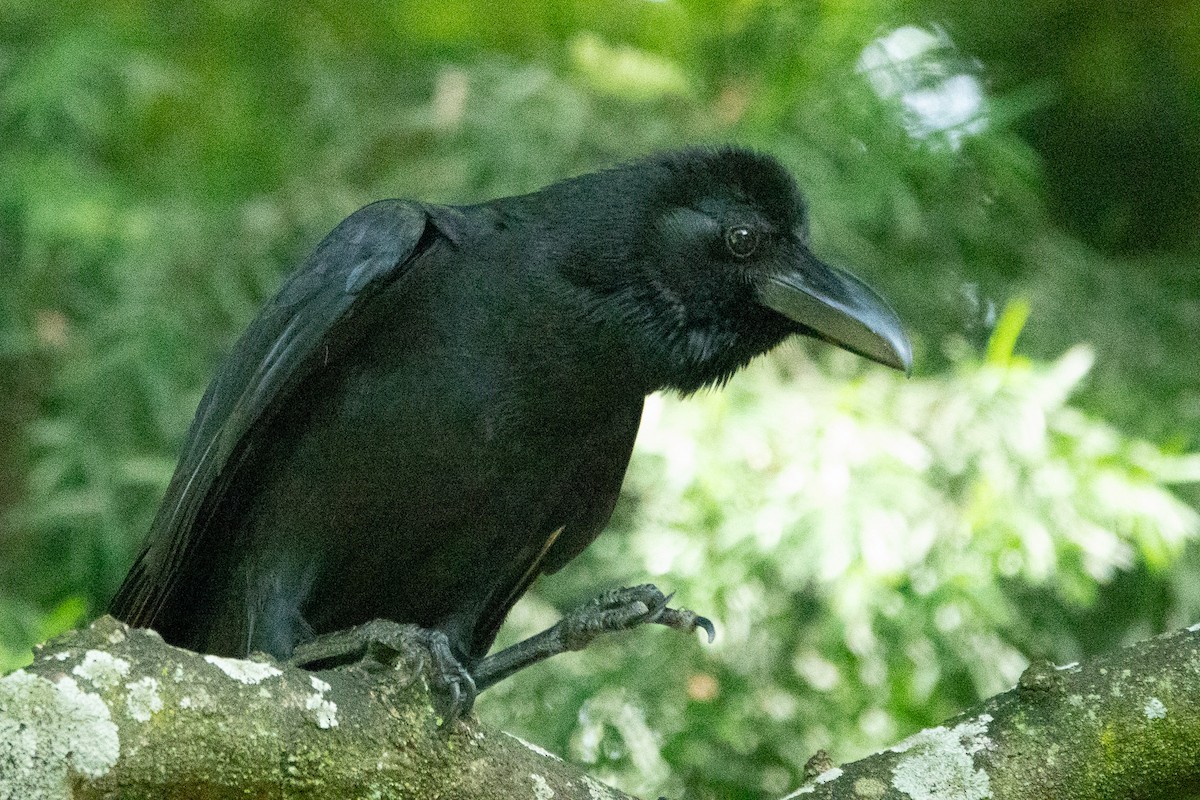 Corbeau à gros bec - ML620435989