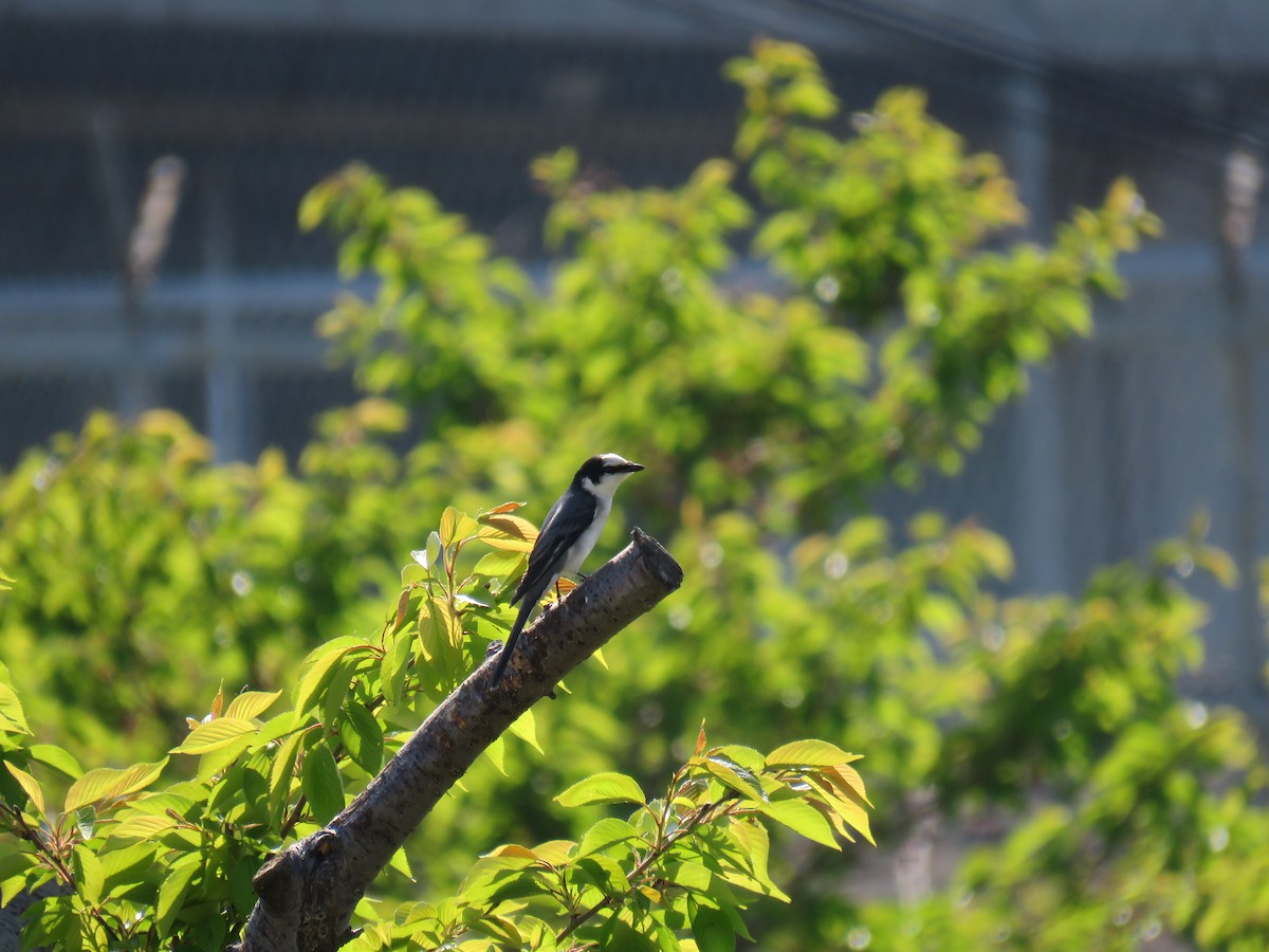 Ashy Minivet - ML620435994