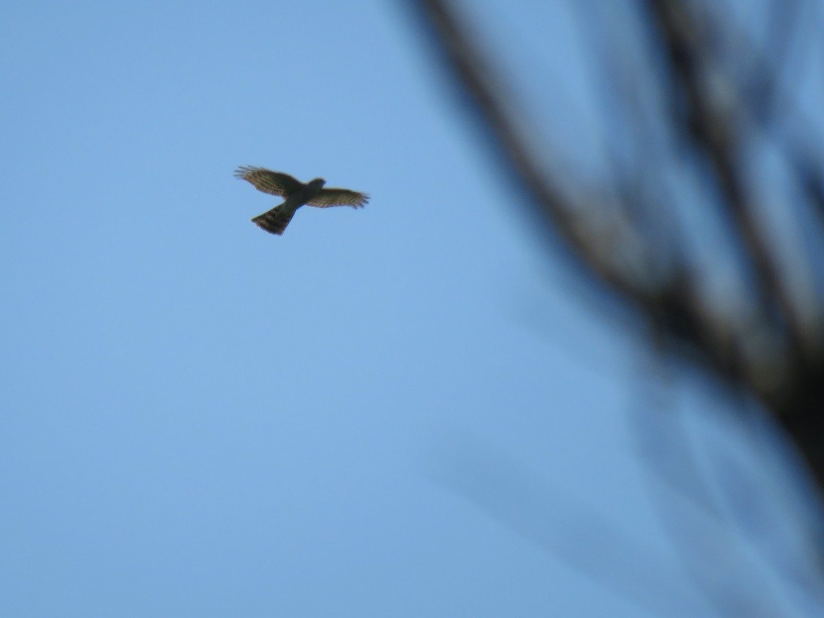 Eurasian Sparrowhawk - ML620435997