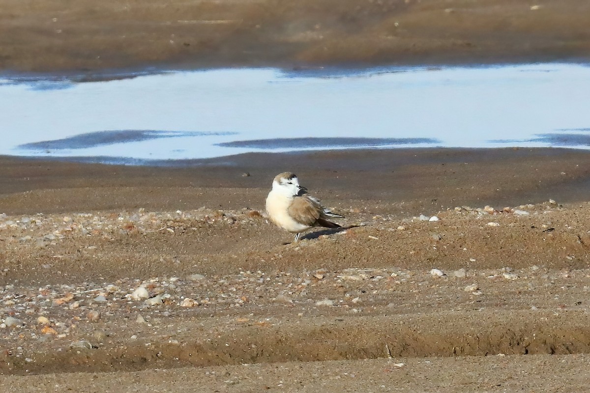 White-fronted Plover - ML620435999