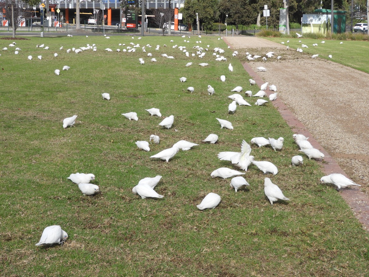 Cacatoès corella - ML620436001