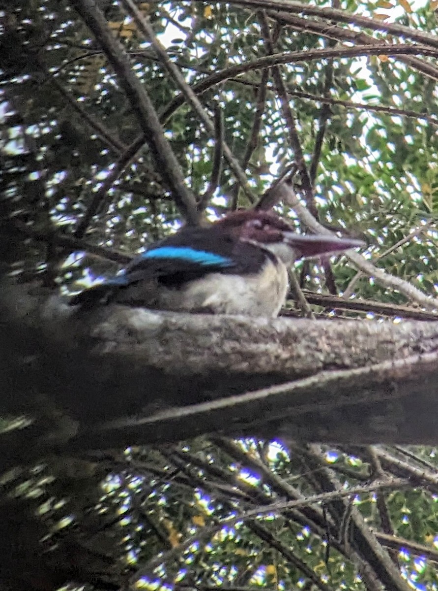 Chocolate-backed Kingfisher - ML620436002