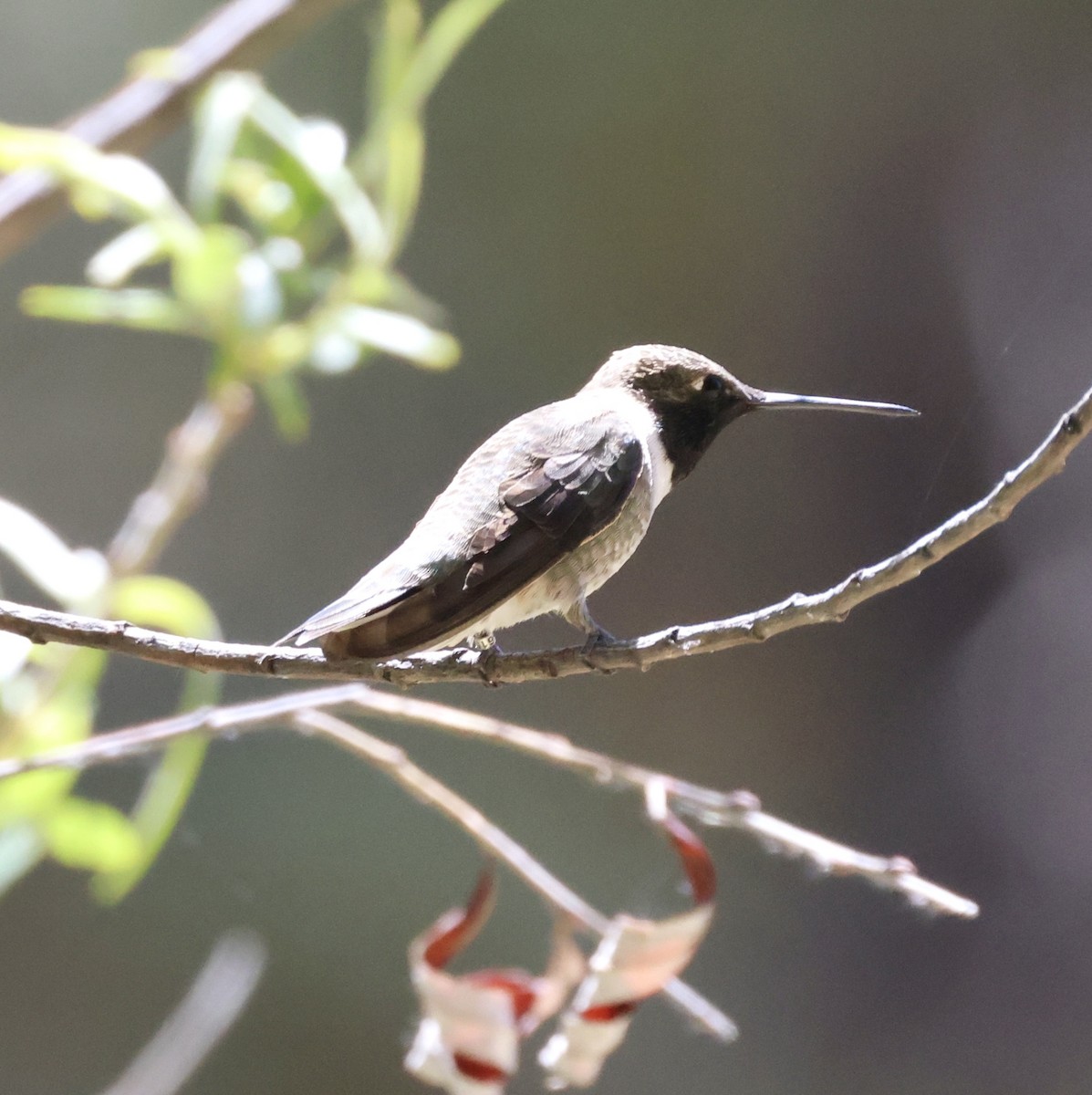 Black-chinned Hummingbird - ML620436006