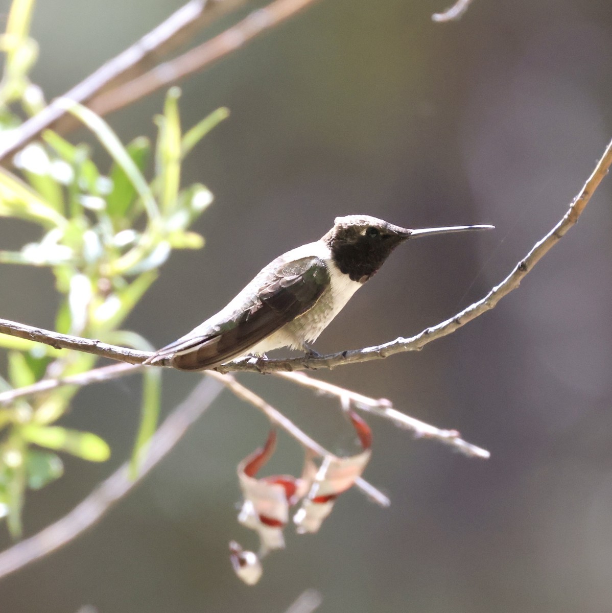 Black-chinned Hummingbird - Cheryl Rosenfeld