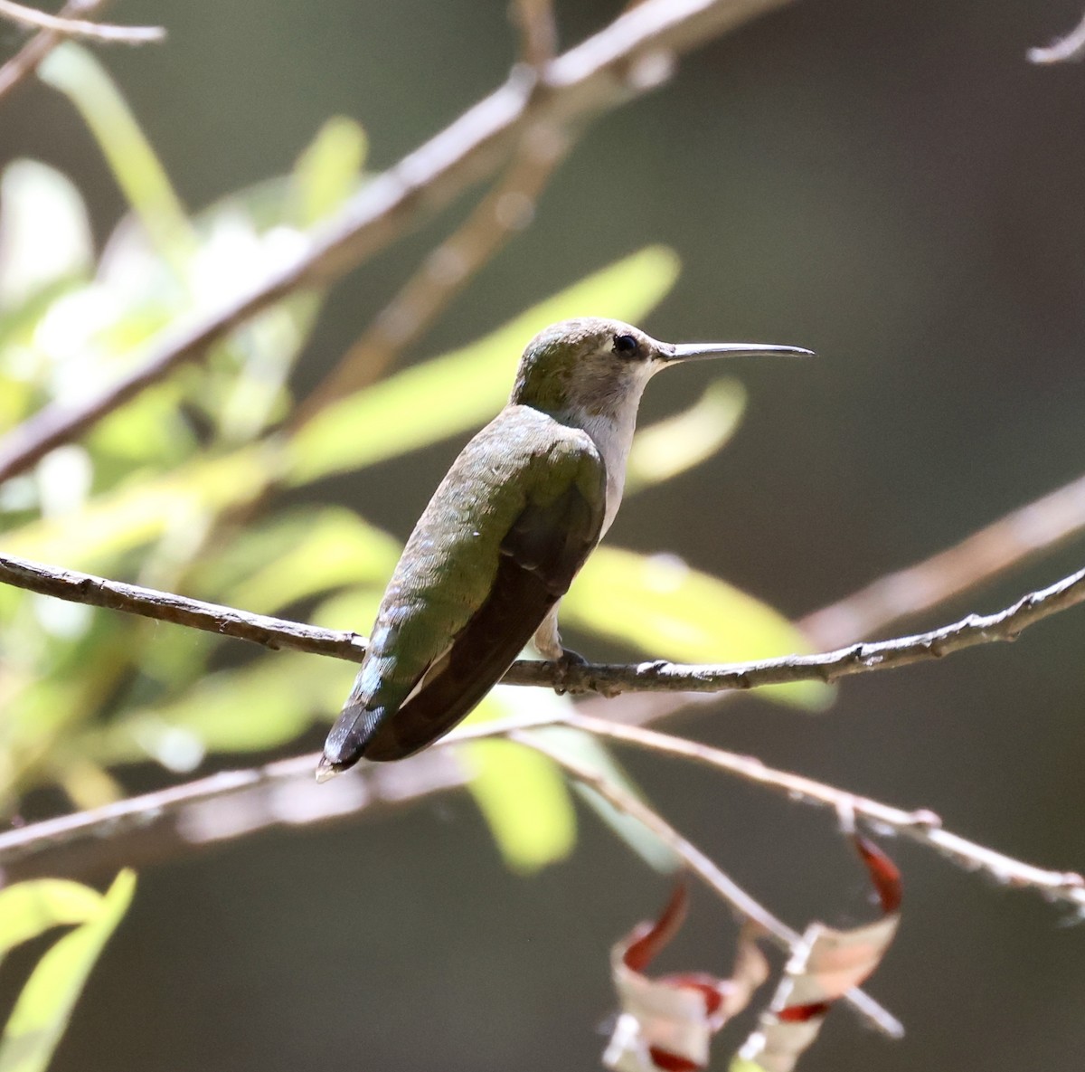 Black-chinned Hummingbird - ML620436008