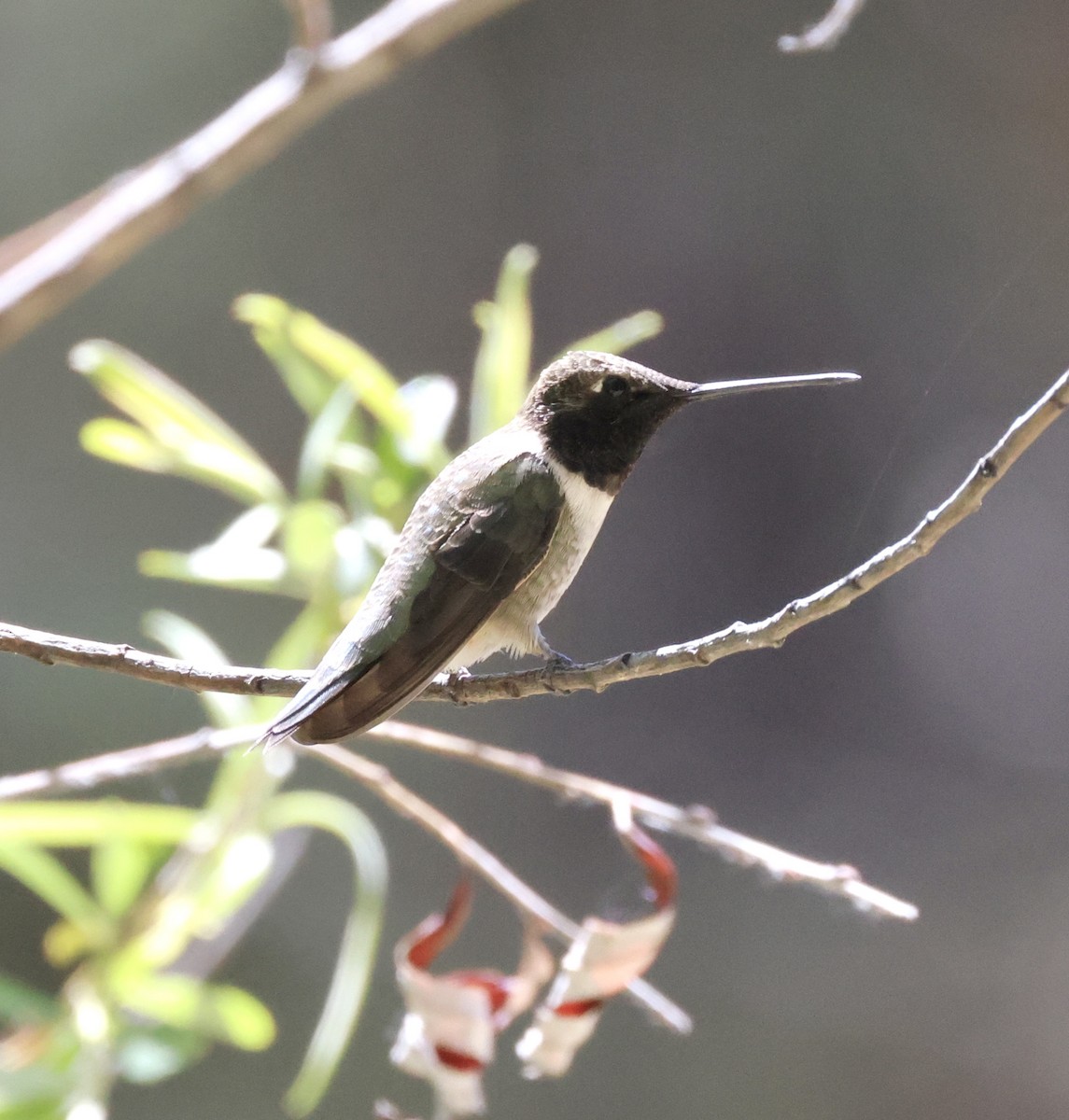 Black-chinned Hummingbird - ML620436009