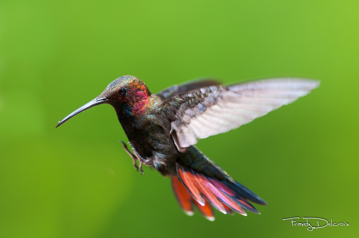 kolibřík jamajský - ML62043601