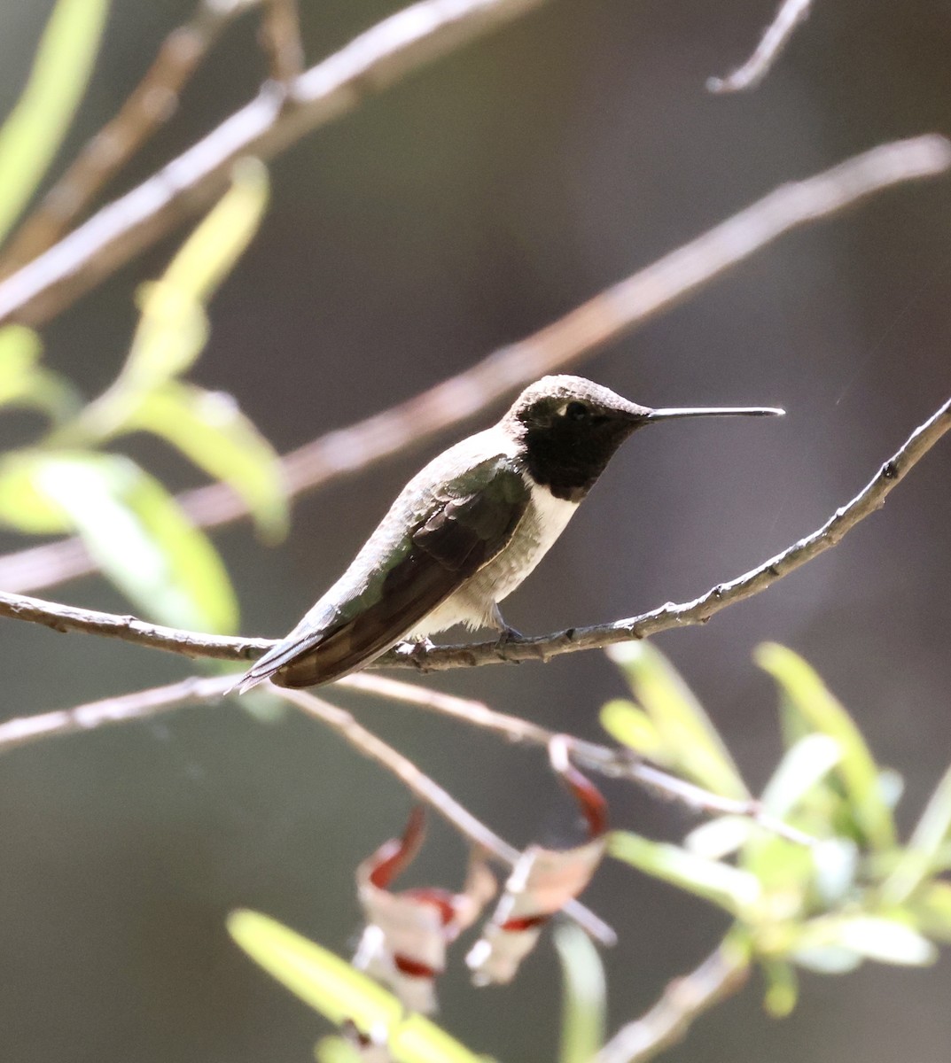 Black-chinned Hummingbird - ML620436010