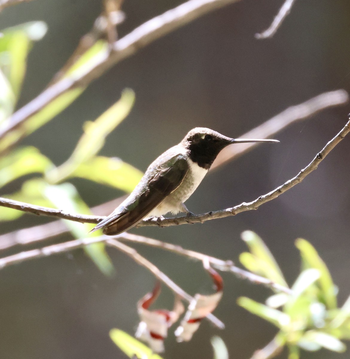 Black-chinned Hummingbird - ML620436011