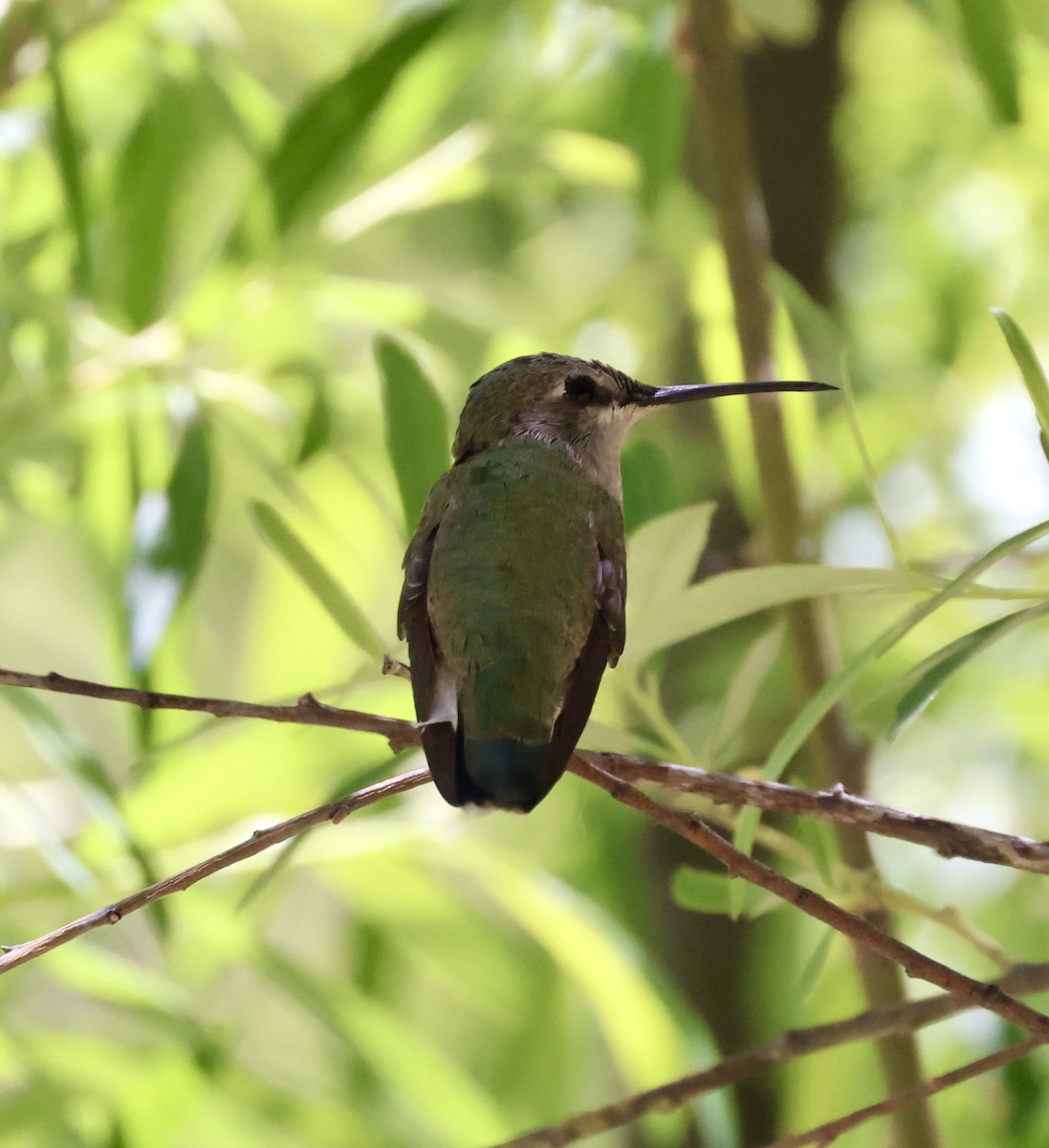 Broad-billed Hummingbird - ML620436013