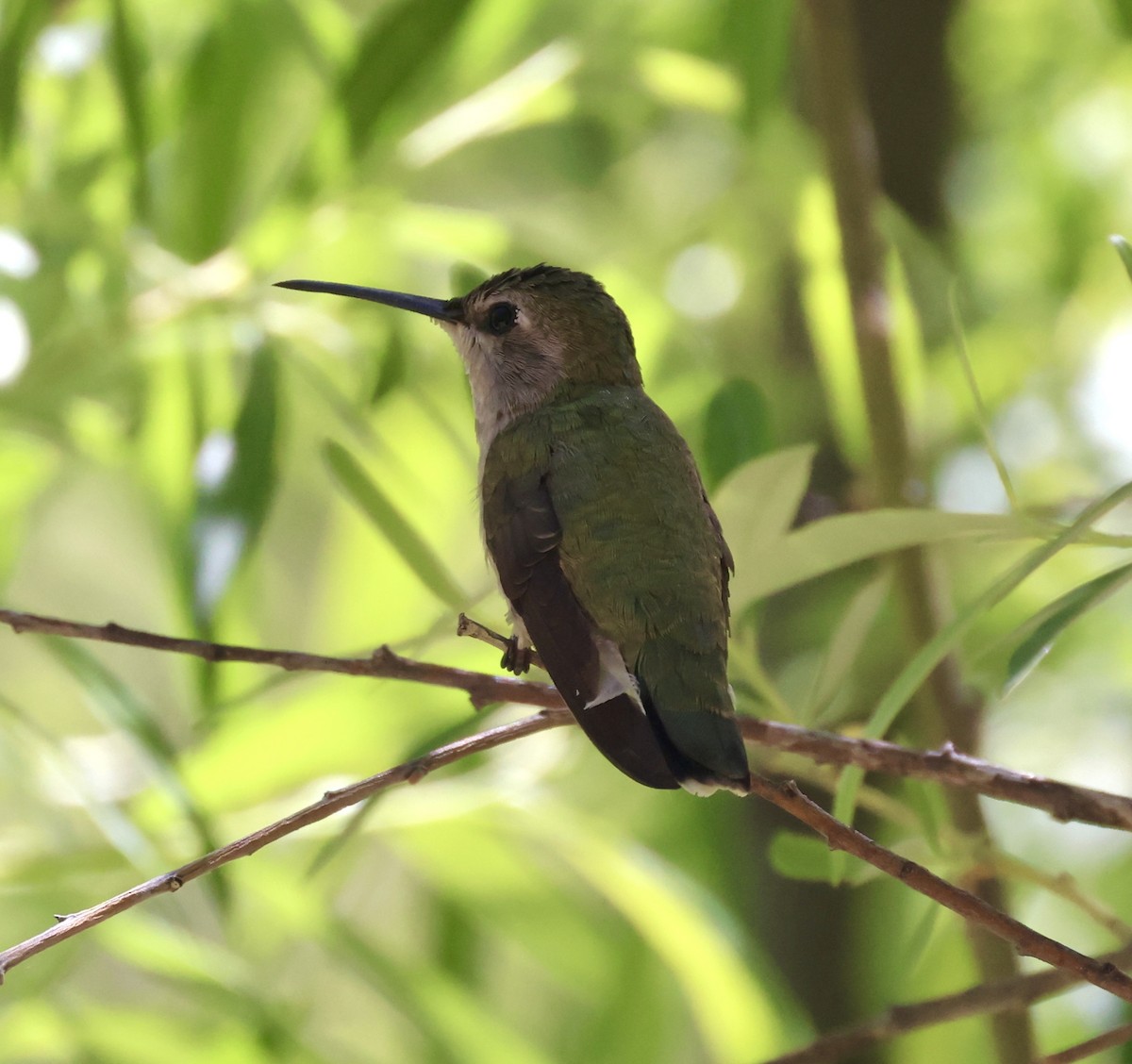 Broad-billed Hummingbird - ML620436014