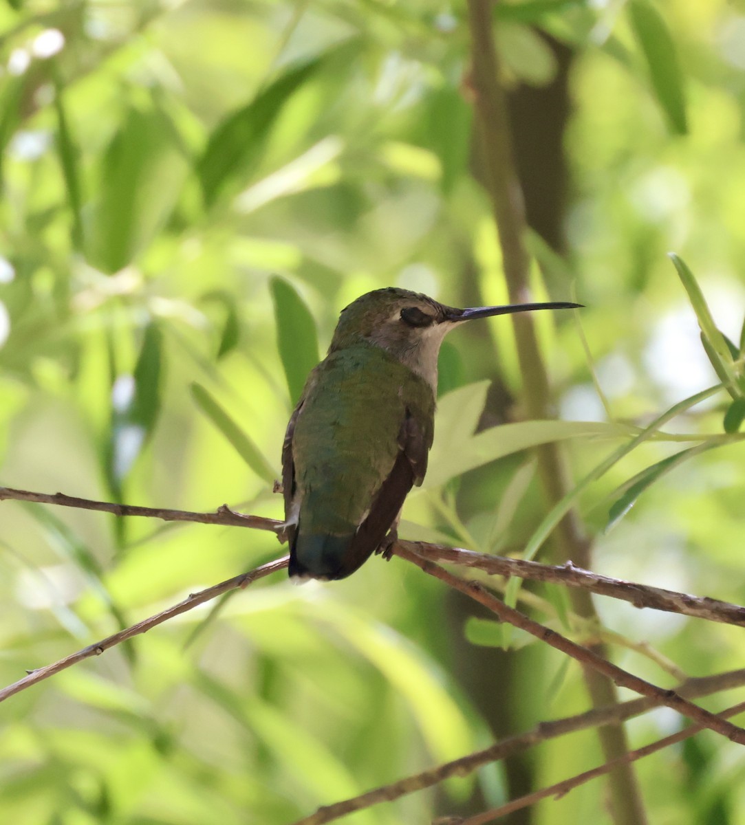 Broad-billed Hummingbird - ML620436015