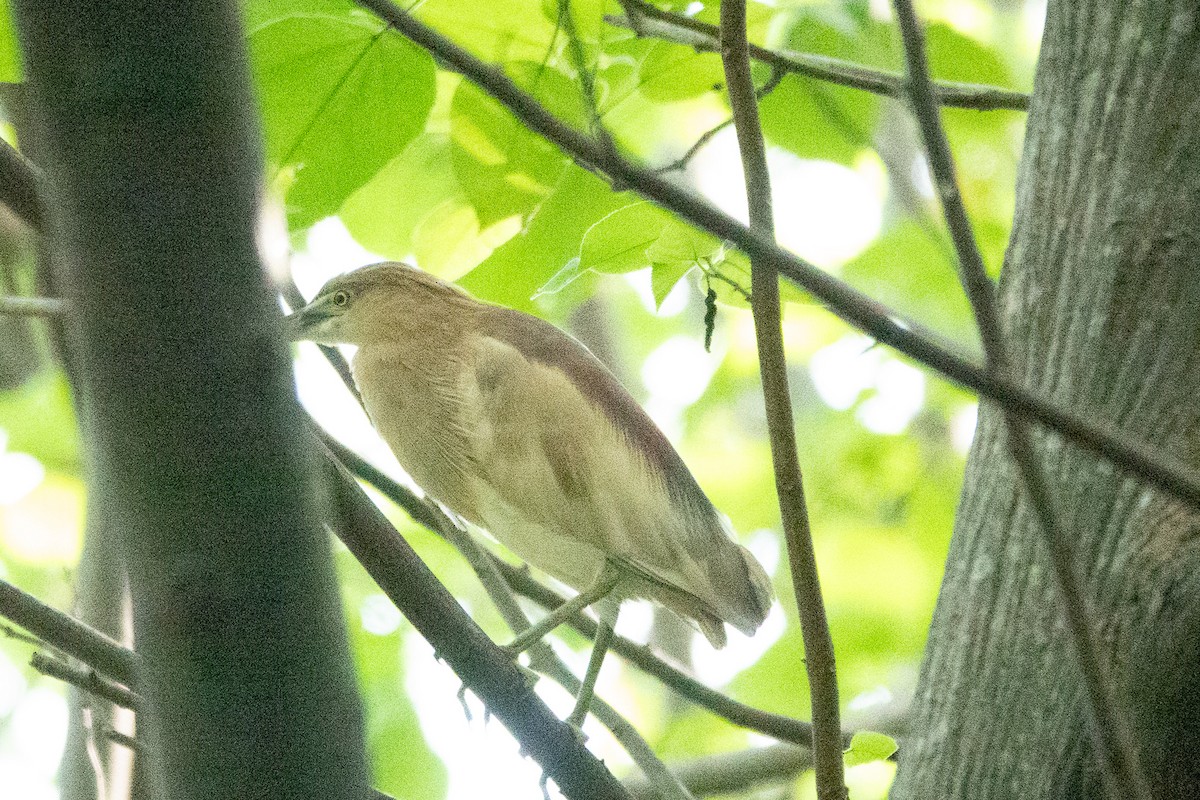 Indian Pond-Heron - ML620436016