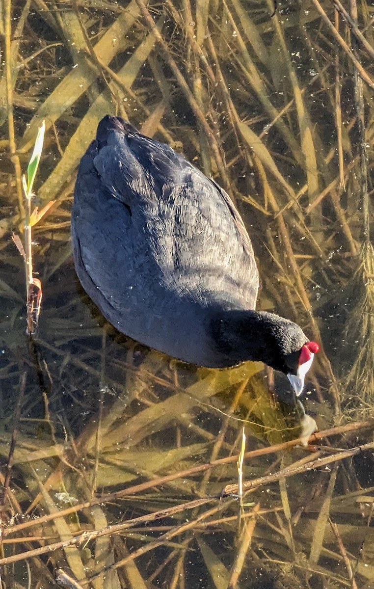 Red-knobbed Coot - ML620436029