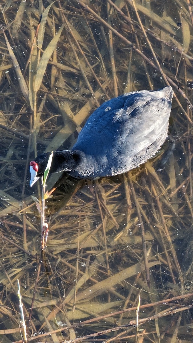 Red-knobbed Coot - ML620436030