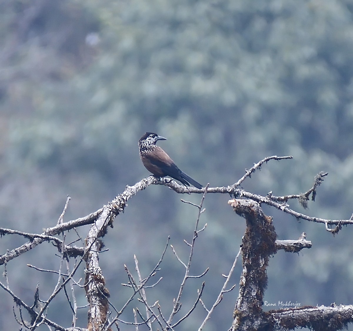 Eurasian Nutcracker - Rana Mukherjee