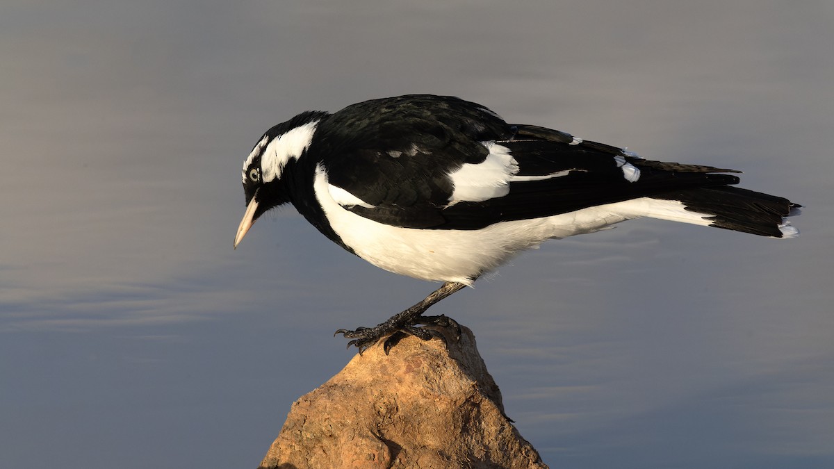 Magpie-lark - ML620436034