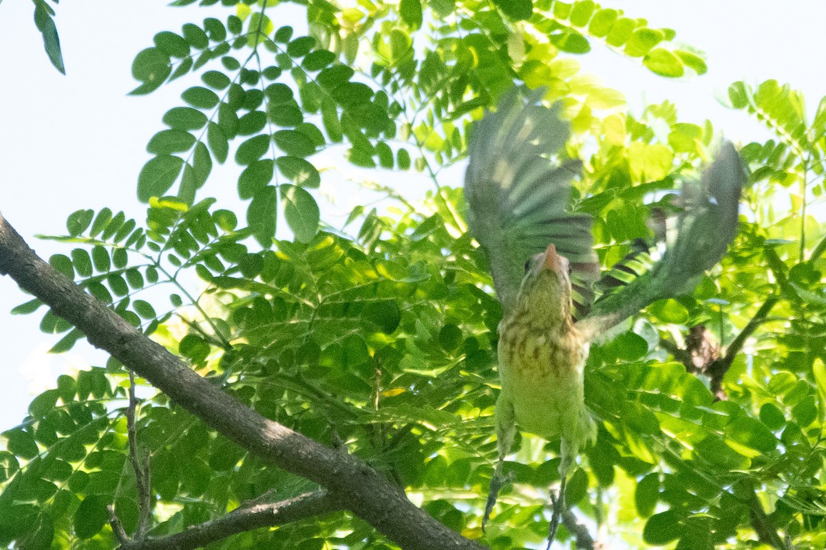 White-cheeked Barbet - ML620436036