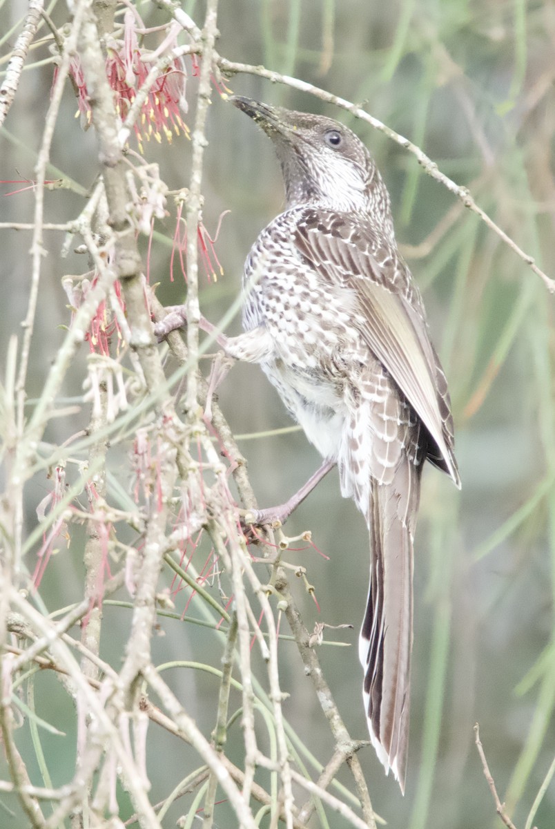 Little Wattlebird - ML620436043