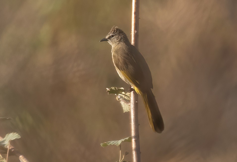 Flavescent Bulbul - Sathyan Meppayur