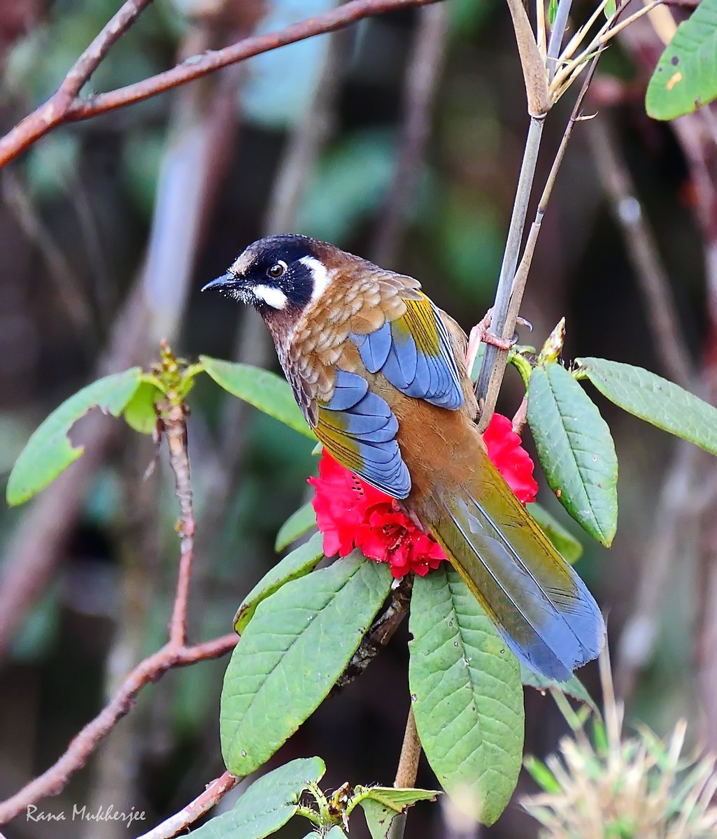 Black-faced Laughingthrush - ML620436047