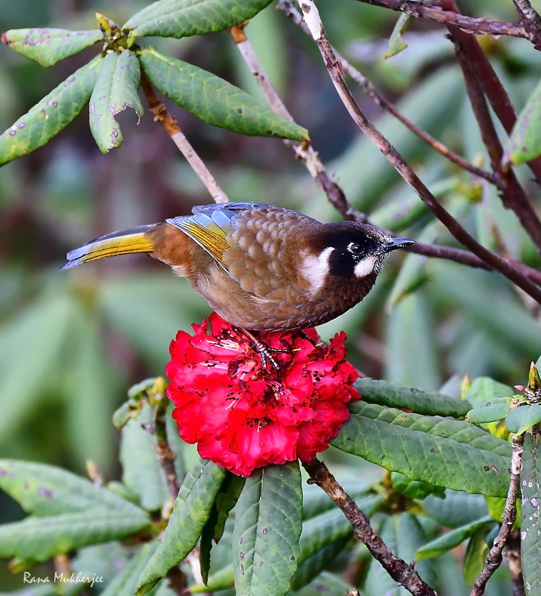 Black-faced Laughingthrush - ML620436048