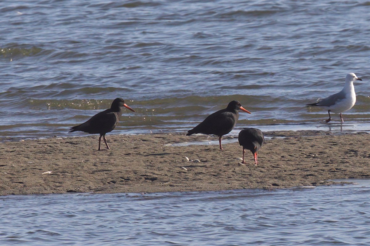 African Oystercatcher - ML620436051