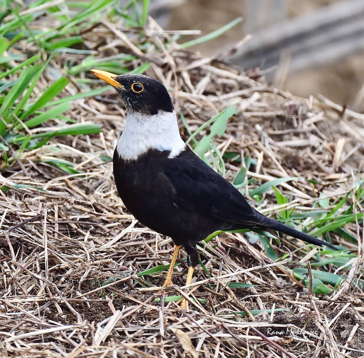 White-collared Blackbird - ML620436057